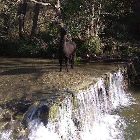 Chambre Cevennes: Piscine, Lamas, Riviere Cros  Exteriör bild