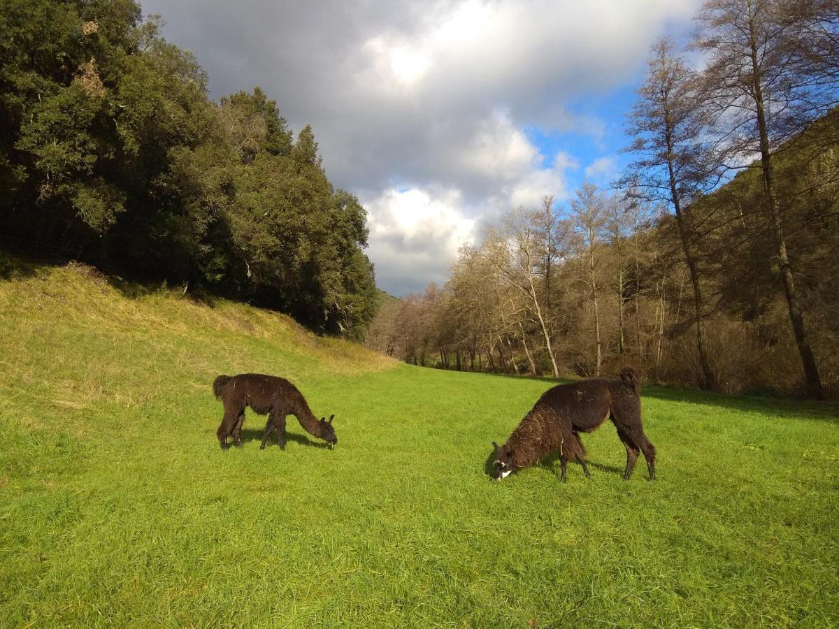 Chambre Cevennes: Piscine, Lamas, Riviere Cros  Exteriör bild