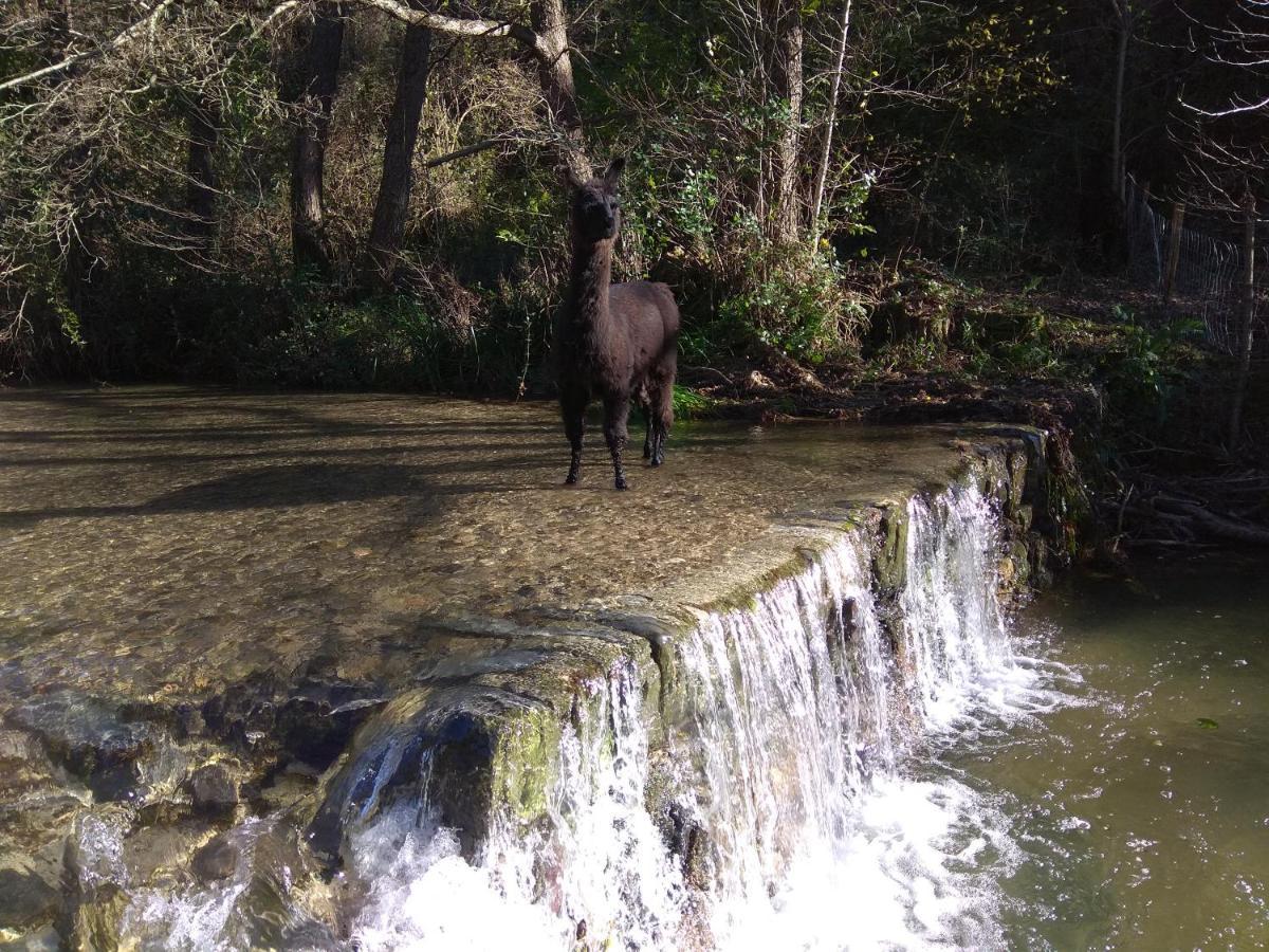 Chambre Cevennes: Piscine, Lamas, Riviere Cros  Exteriör bild