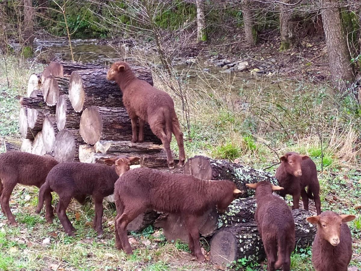 Chambre Cevennes: Piscine, Lamas, Riviere Cros  Exteriör bild